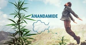 cannabinoid bliss molecule