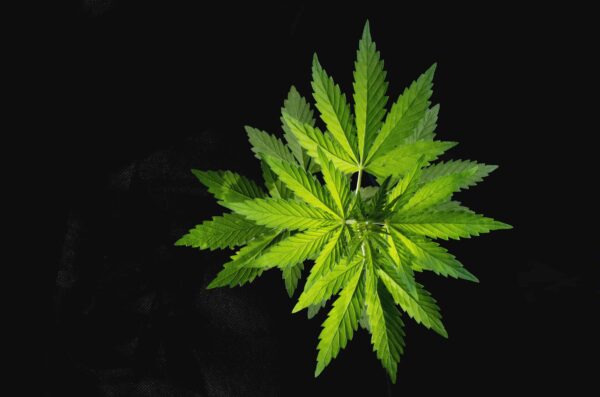 Is CBD legal? Is CBD Oil Legal in UK?