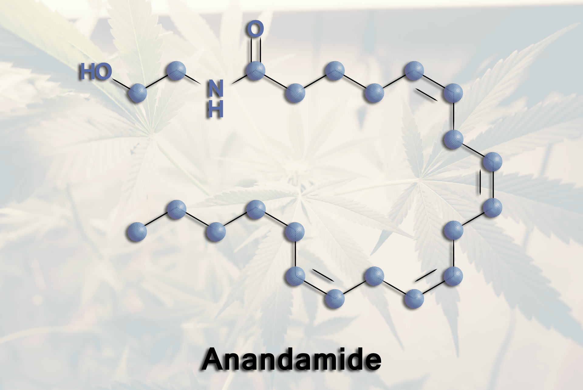 You are currently viewing Anandamide – The Natural Cannabinoid Your Body Produces
